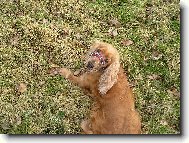 English Cocker Spaniel