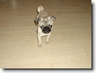 Pug