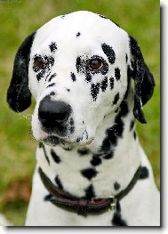 Dalmatian \(Dog standard\)