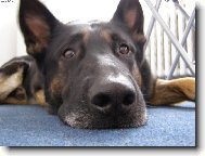 German shepherd dog (Dog standard)