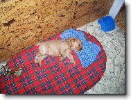 English cocker spaniel (Dog standard)