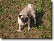 Pug