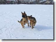 German Shepherd Dog