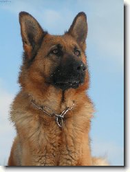 German Shepherd Dog