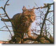 European Shorthair Cat