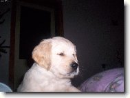 Golden retriever (Dog standard)