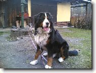 Bernese mountain dog (Dog standard)