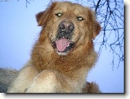 Golden retriever (Dog standard)