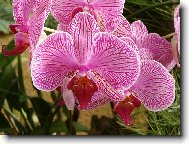 Orchidaceae