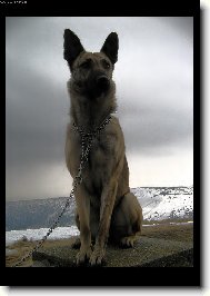 Dutch shepherd dog \(Dog standard\)