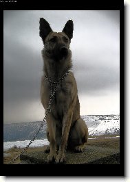 Dutch shepherd dog \\\\\\\\\\\\\\\\\\\\\(Dog standard\\\\\\\\\\\\\\\\\\\\\)