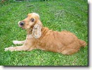 English Cocker Spaniel