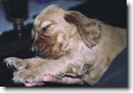 English Cocker Spaniel