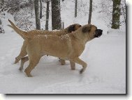 English Mastiff (Dog standard)