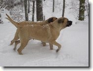 English Mastiff