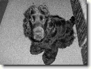 English Cocker Spaniel