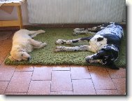 Golden retriever (Dog standard)