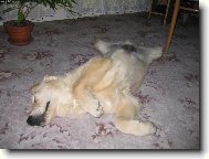 Golden retriever (Dog standard)