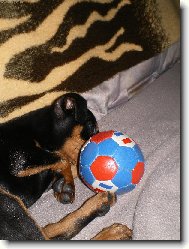 Miniature pinscher \(Dog standard\)