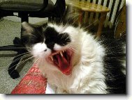 Siberian \(Cat\)