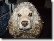 English Cocker Spaniel