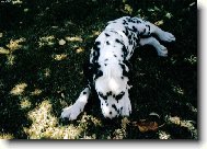 Dalmatian \(Dog standard\)