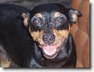 German Pinscher