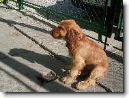 English Cocker Spaniel