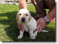 Golden retriever (Dog standard)