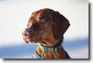 Rövidszörü Magyar Vizsla, Hungarian Short-haired Pointing Dog