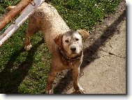 Labrador retriever (Dog standard)