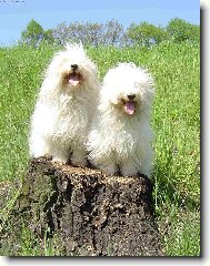 Coton de tulear \(Dog standard\)