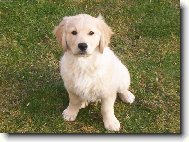 Golden retriever (Dog standard)