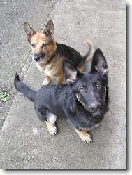 German shepherd dog (Dog standard)