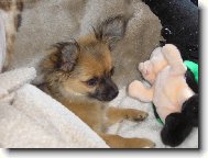 Chihuahua (Dog standard)