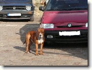 American Staffordshire Terrier Blue Lacy