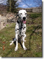 Dalmatian \(Dog standard\)