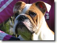 English Bulldog \(Dog standard\)