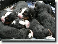 Bernese mountain dog (Dog standard)
