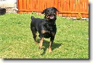 Rottweiler