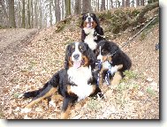 Bernese mountain dog (Dog standard)