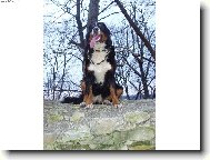 Bernese mountain dog (Dog standard)