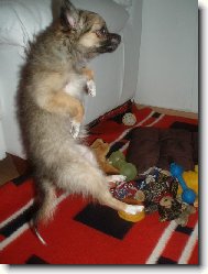 Chihuahua (Dog standard)