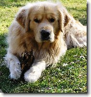 Golden retriever (Dog standard)