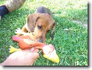 Dachshund (teckel) (Dog standard)