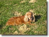 English Cocker Spaniel