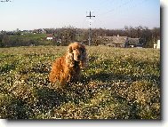 English Cocker Spaniel