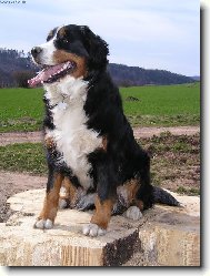 Bernese mountain dog (Dog standard)
