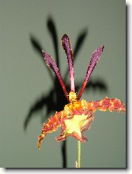 Orchidaceae