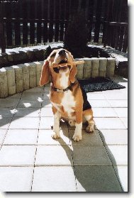 Beagle (Dog standard)